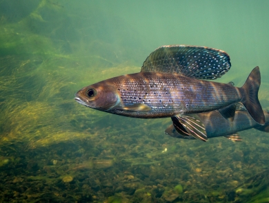 A gray fish with a large and fabulous blue and white speckled top fin swims above a rocky river bed.