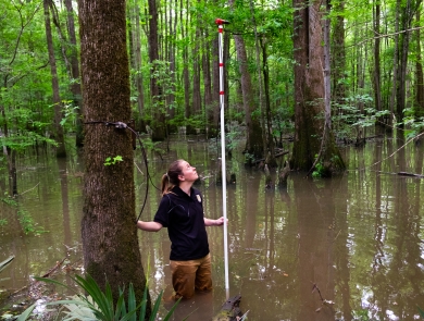 Biologist sets up bat monitoring equipment in a swamp habitat