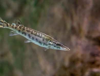 A small, spotted fish swimming. 