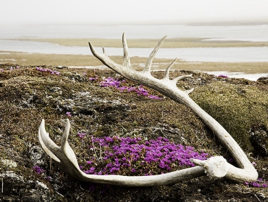 In the foreground a shed antler sitting on purple tundra flowers, and in the distance coastal waters