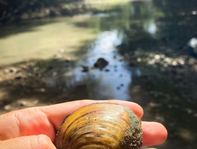 texas pimpleback mussel