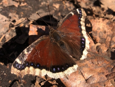 a brown butterfly on brown leaves