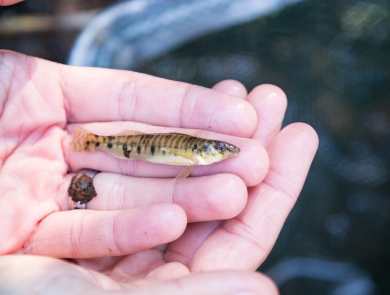 a small striped fish laying on a hand