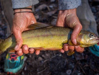 A profile view of a green-colored, spotted fish held with two hands.