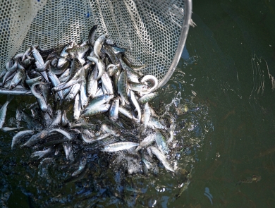 Many small silver fish in a net being released into water