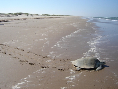 A single adult Kemp's Ridley Sea Turtle slowly walks across a beach towards the ocean.