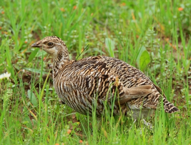 A female Attwater's prairie chicken sits in a grassy area