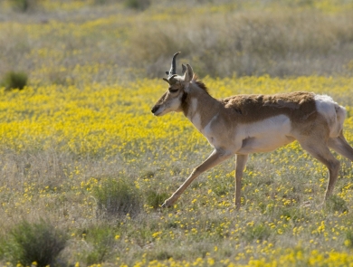 A Sonoran pronghorn runs through a field of yellow flowers.