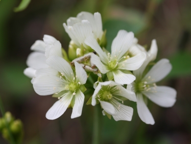 Cluster of about seen small white flowers radiating from a green stalk.