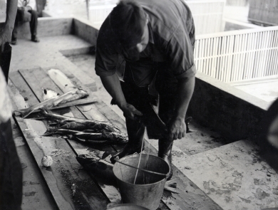 Black and white photo of a man bent over, pressing milt from a male salmon into a metal bucket. 5 or 6 other fish lie on boards on the ground behind him.