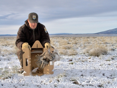 FWS staff releasing a Sage Grouse on Clearlake NWR