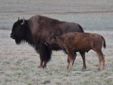 An adult bison and a juvenile bison stand side by side.