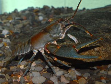A rust colored crayfish at the bottom of an aquarium tank