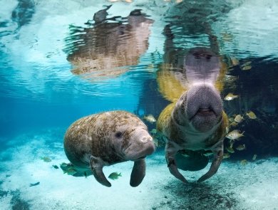 Two large marine mammals covered in algae swimming in crystal clear water