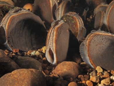 Underwater photo of mussels with shells partly open.
