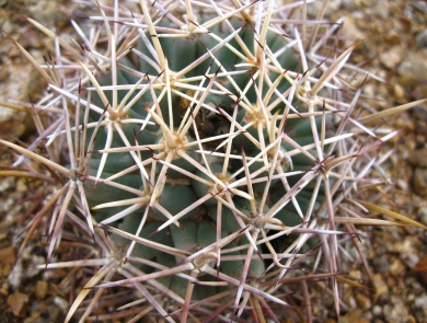 a close-up of a round cactus with long spines