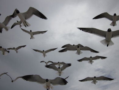 a flock of laughing gulls fly overhead