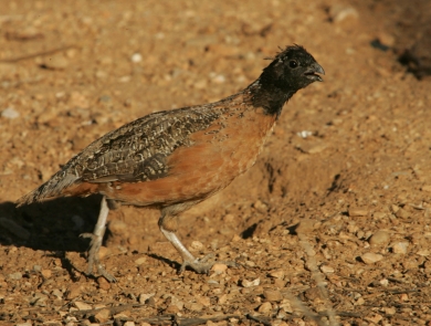 A masked bobwhite quail walks along a patch of gravel and dirt.