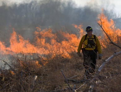 firefighter walking in front of flames during a prescribed burn