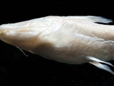 a Satan eurystomus in profile