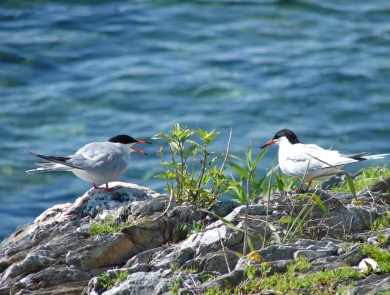 Common terns