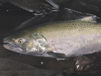 Adult Chinook salmon on a black background