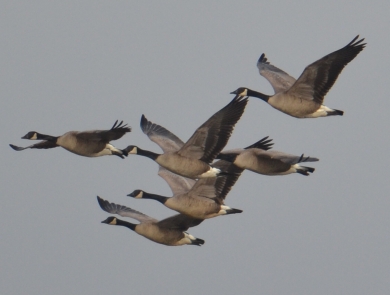 A flock of dusky Canada geese fly over Ankeny National Wildlife Refuge