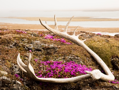 A caribout antler with purple flowers in the tundra