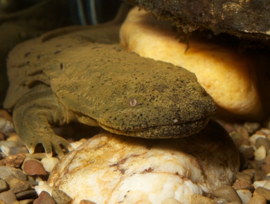A greenish-brown hellbender faces the screen; white, red and brown rocks are visible beneath the salamander.