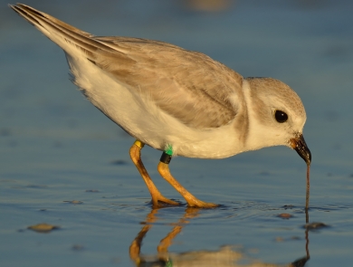 A banded piping plover feeds on invertebrates in the intertidal zone.