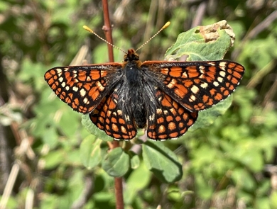 Image of a Sacramento mountains checkerspot butterfly