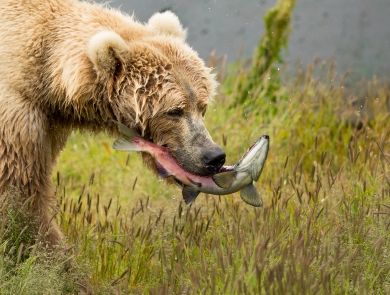 A profile of a brown bear with a salmon in her mouth