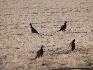 four bobwhites stand in a shortgrass area