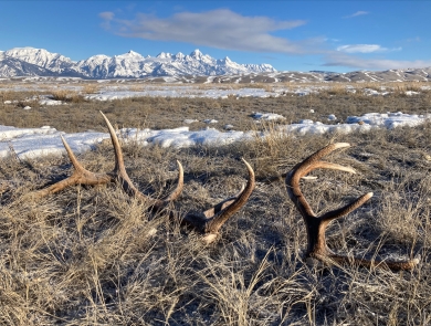 Set of antlers in field with distant snowy mountains