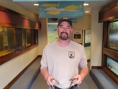 Edenton National Fish Hatchery staff member holding two young American alligators in our public aquarium