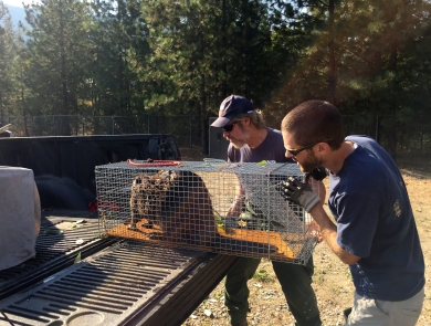 2 men in t-shirts peer into a rectangular cage as they slide it into the back of a pickup, with a beaver inside the cage.