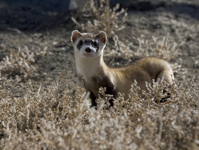 A black-footed ferret stands among dried vegetation. 