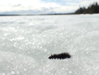 a black fuzzy caterpillar walks across the snow
