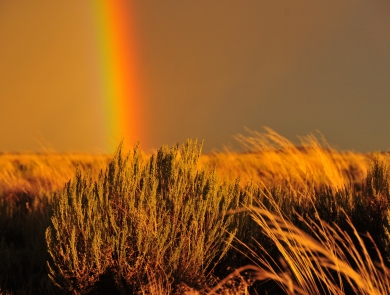 A vertical portion of a rainbow over amber waves of steppe grass