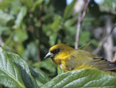 An ʻakekeʻe Birds perches on a green branch. It has a yellowish-green body with a tiny black eye.