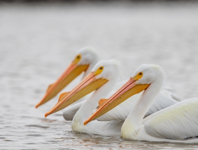 American White Pelican wading in the water courtesy of Mike Budd/USFWS.