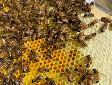 Honeybees storing honey and pollen on an apiary frame