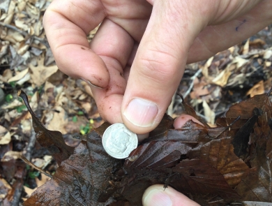 A hand holds a dime for size comparison with a tiny amphipod