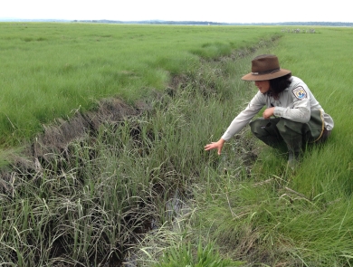 a woman in a US Fish and Wildlife Service uniform and hat holds her hand over a saltmarsh ditch
