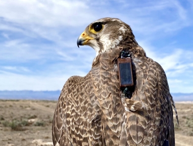 Prairie falcon with transmitter