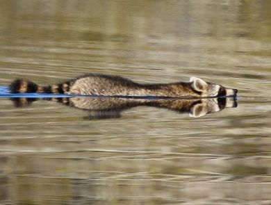 Brown, black & white raccoon swimming across a canal