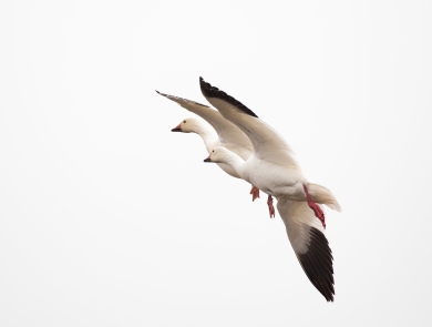 two white geese with black wing tips flying