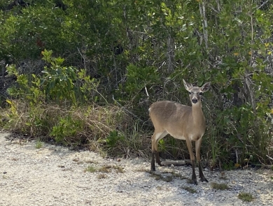 A small deer walks along the side of a road with vegetation behind her.