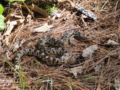 large snake crawling on pine straw