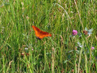 Photo of a male silverspot butterfly, showing orange and black upper side in vegetation with wings spread